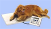 Veterinary Scale - DET-V400 - Meridian Scale