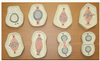Cell Mitosis Model -- B10502 - Image