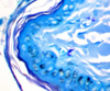 Smith and Atkinson`s Method for Mast Cells - k070 - Poly Scientific