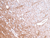 Myelin Basic Protein - 760-2658 - Ventana Medical Systems, Inc.