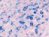 Iron Staining Kit - 860-009 - Ventana Medical Systems, Inc.