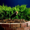 15384AZT24 Landscape Ltg.-Accent - 683288 - Capital Lighting, Inc.