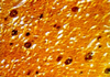 Sevier - Munger Method for Neural Tissues - k049 - Poly Scientific