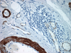 Hematoxylin II - 790-2208 - Ventana Medical Systems, Inc.