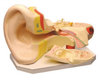 Ear Model - B10402 - Parco Scientific Company