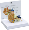 Basic Ear Model -- B2250 - Image