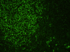 IgM (Immunoglobulin M), FITC - 760-2682 - Ventana Medical Systems, Inc.