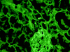 Fibrinogen, FITC - 760-2685 - Ventana Medical Systems, Inc.