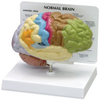 Sensory-Motor Half Brain Model - B2950 - Parco Scientific Company