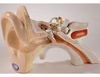 Denoyer Geppert Giant Three Part Ear -- DGA33 - Image