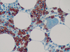 Glycophorin A - 760-4257 - Ventana Medical Systems, Inc.