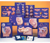 Master Set of Human Reproductive System Models - AM2614 - Parco Scientific Company