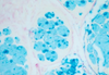 Colloidal Iron-PAS Method for Staining Anterior Pituitary - k008 - Poly Scientific