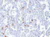 CD163 - 760-4437 - Ventana Medical Systems, Inc.