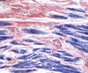 Mallory`s Phosphotungstic Acid Hematoxylin for Connective Tissue - k064 - Poly Scientific