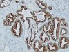 Cytokeratin 8 - 760-2637 - Ventana Medical Systems, Inc.