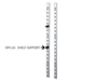 STAINLESS STEEL SHELF STANDARD - SPH-1820 - SPH-1820 - Sugatsune America, Inc.