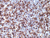 Annexin A1 - 760-4435 - Ventana Medical Systems, Inc.