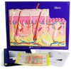 Skin Model Activity Set - AM2630 - Parco Scientific Company