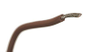 Hook Up Wire - 1683628 - RS Components, Ltd.