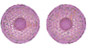 Safety Accessories, Replacement Mask Filters -- 841013-A - Image