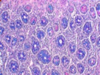 Alcian Blue-PAS For Acid and Neutral Mucosubstances - k098 - Poly Scientific