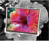 Display, Color, LCD, 5