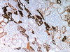 Ksp-Cadherin - 760-4387 - Ventana Medical Systems, Inc.