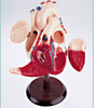 Denoyer Geppert Heart of America: Student Version -- DGU81 - Image