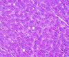 McManus` Method for Glycogen (PAS) - k040 - Poly Scientific