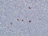 Phosphohistone-H3 - 760-4591 - Ventana Medical Systems, Inc.