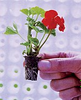 Ready-Gro Plugs 1.5 - GMIH15CS - Hydrofarm, Inc.
