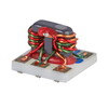 2 Ways Core & Wire Power Splitter, 10 - 1000 MHz, 75Ω - SBTC-2-10-75L+ - Mini-Circuits