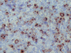 Granzyme B - 760-4283 - Ventana Medical Systems, Inc.