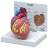 Full Size Heart Model - B2500 - Parco Scientific Company