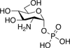 α-D-Glucosamine 1-Phosphate -- G515060 - Image