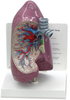 Lung Model - B3100 - Parco Scientific Company