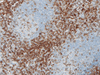 CD43 - 760-2511 - Ventana Medical Systems, Inc.