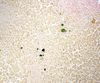 Stein's Bile Pigment Stain Kit - k092 - Poly Scientific