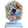 Animal Cell Model -- B10505 - Image
