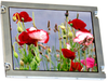 Display Modules - LCD, OLED, Graphic - 73-13906-ND - DigiKey
