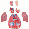 Human Respiratory System - B10427 - Parco Scientific Company