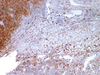 CD63 - 760-4379 - Ventana Medical Systems, Inc.