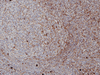 IgA (Immunoglobulin A) - 760-2652 - Ventana Medical Systems, Inc.