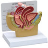 Female Pelvis -- B3500 - Image