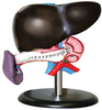 Liver Model - B10408 - Parco Scientific Company