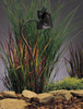 15332OZ Landscape Ltg.-Path & Spread - 748039 - Capital Lighting, Inc.