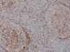 IgM (Immunoglobulin M) - 760-2654 - Ventana Medical Systems, Inc.
