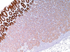 MUC5AC - 760-4389 - Ventana Medical Systems, Inc.