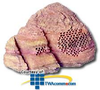 Bogen NEAR 8ohm Rock Landscape Speaker - Sandstone - R6S - TelephoneStuff.com
